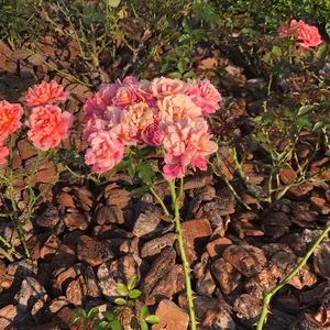 神崎美月 おうちdeサマーパーティ！ BIGハート缶バッジ B賞 ガラポン