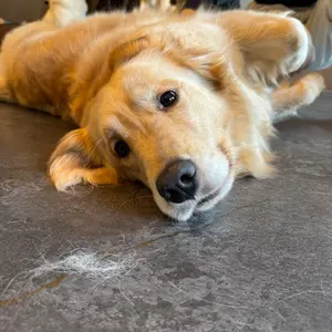 再お値下げ【レア】警察グッズ階級章 盾 記念品 バッジ 警視庁