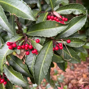 川瀬隆一郎 崎陽高麗 小壺 花入 唐津焼 高麗 井戸茶碗 - メルカリ