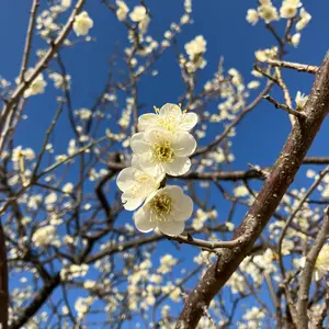 ムーチョッチョ