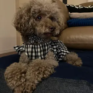 新品☆ スウィートダッフィー＆シェリーメイコスチュームセット 2014 スウィートダッフィー2014☆ダッフィー&シェリーメイ