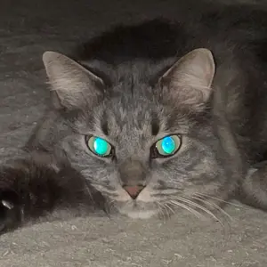 ジャンク品】Contax カメラ レンズ sonner1:1.5f=50mm - メルカリ