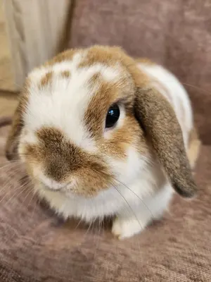 y*t様 激レア！ガジュマル 盆栽 奄美大島産 - メルカリ