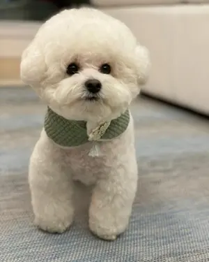 廃番稀少　セシル・B ザ・シネマ・ウォーズ　サントラCD 国内盤 廃番稀少 セシル・B ザ・シネマ・ウォーズ サントラCD 国内盤