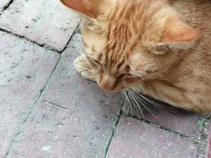 おまんじゅう3世