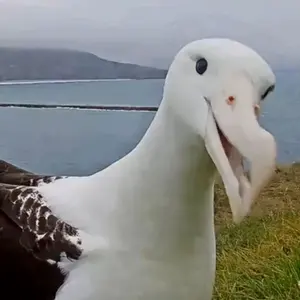 THE SWAN PEN スワン 両ベロ万年筆 1613 - メルカリ