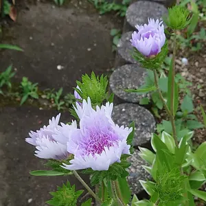 チワワ