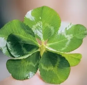 セブン♪リーフ♫