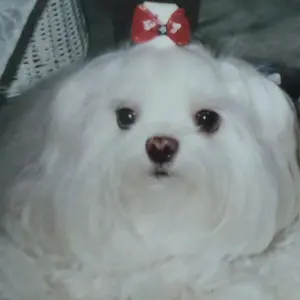 Katsu