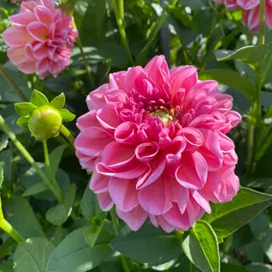 新品未使用】竺仙 ＊ 綿紅梅 浴衣 反物＊白地に花薬玉 ＊ 雑誌掲載
