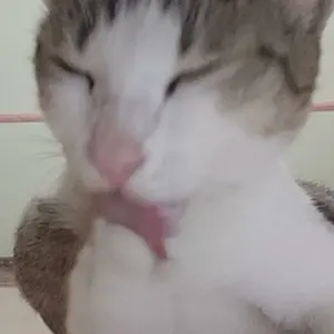 J*0様 気になってる人が男じゃなかった サンリオぬいぐるみ 大沢綾
