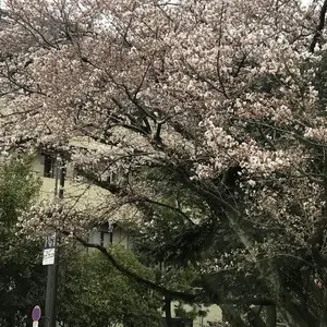 戯遊詩画人 泉 椿魚さんのお皿 箱あり - メルカリ