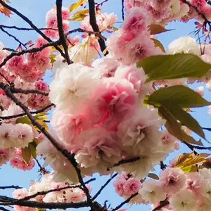 VALORANT VCJ sp2 プレイヤーカード FENNEL GON ゴン - メルカリ