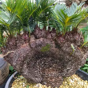 獅子ソテツ 多頭型/抜き苗にて発送 - メルカリ
