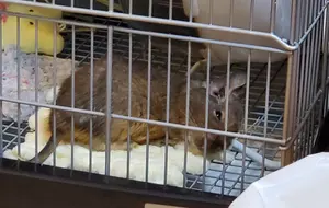 LUSH マインクラフトスポーンエッグ×2スケルトン×1 マイクラ