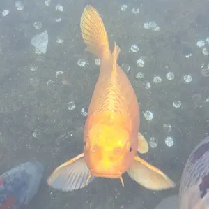 中島千波 カトレア 華三彩 本人サイン 落款あり シルクスクリーン 日本