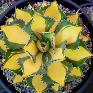 多肉植物アガベ ブルーボール，B B白覆輪極上TC子株 - メルカリ