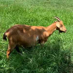 浜田雅功展 ガチャ缶バッジ - メルカリ