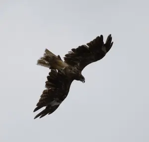 VM系 レヴォーグ 新品未使用 スバル純正トノカバー 65550VA012 - メルカリ