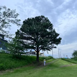 きみちゃんの専用ページです 水槽用流木 XS右 R20xC15xS12cm - メルカリ