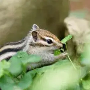 デュエルマスターズ 高レート青緑ジャイアント デッキ 公認大会優勝