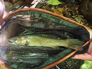 ドライワカサギ15本　masumasy ドライワカサギ15本 masumasy様専用 - メルカリ