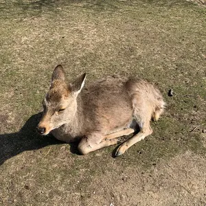 迅速果断 小南桐絵 SP(箔押し入り) WS】迅速果断 小南 桐絵(箔押し)【SP】WTR/S85-002ヴァイス