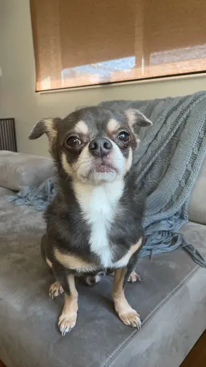 LD、美少女戦士セーラームーンS ムーンコズミックパワーBOX 、12枚組