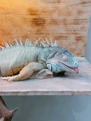 ラビサ　【プロフ確認！】17日に取り下げ