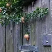 tuyu○自己紹介読んでね