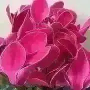 バスケットボール指導全書2 基本戦法による攻防 吉井四郎 - メルカリ