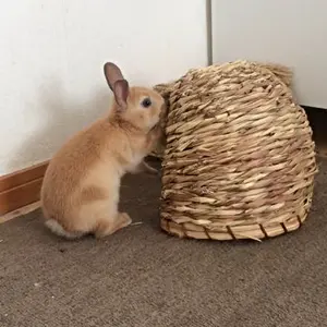 ラメラメ　富士日照　キャンディーレッド　ぼかし　カスタムコルク半　三つボタン ラメラメ 富士日照 キャンディーレッド ぼかし カスタムコルク半