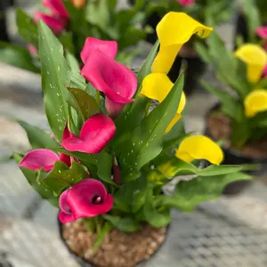 エケベリア七福神 多頭株 3鉢セット - メルカリ