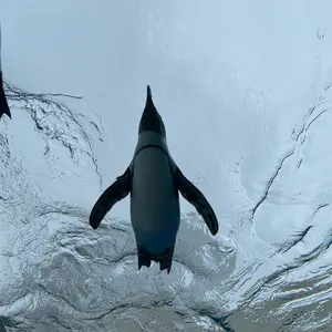 Carhartt カーハート80'sトラッカージャケットSize40 星タグ - メルカリ