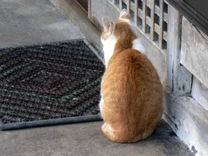 bebe・即購入歓迎