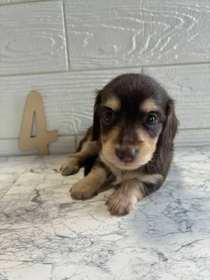 ロイヤルカナン プロフェッショナル ダックスフンド 成犬用 12kg
