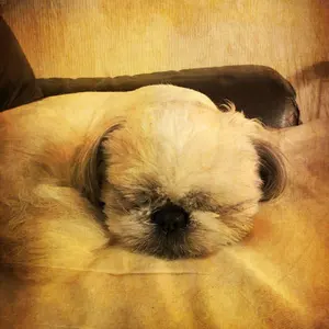 高中正義 ステッカー - メルカリ