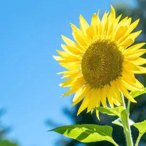 ひまわりマーケット