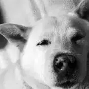 Cellar Door MODLU セミワイドテーパードトラウザーズ - メルカリ