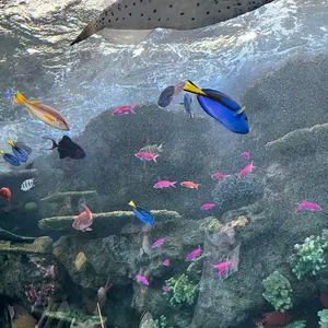 レノア【即日除く2平日以内の発送】