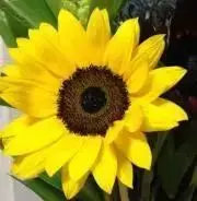 伊藤聡信 印判湯呑1点 色絵小皿2点 - メルカリ