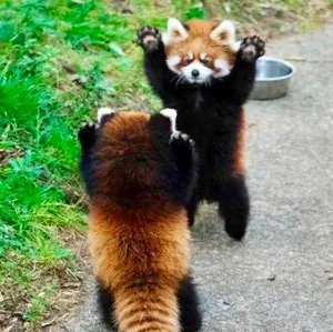 MTG 草萌ゆる玄関 - メルカリ