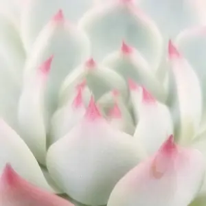アエオニウム メープルリーフ 多肉植物 抜き苗 - メルカリ