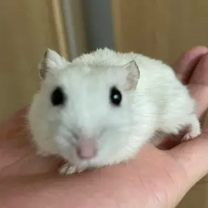 2026年合格目標 不動産鑑定士 短答特効ゼミ 鑑定理論 行政法規