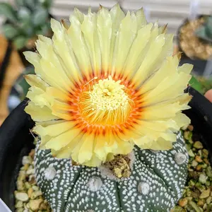 ディッキア ダコタ斑入り 種子 200粒 ※発芽確認済 - メルカリ