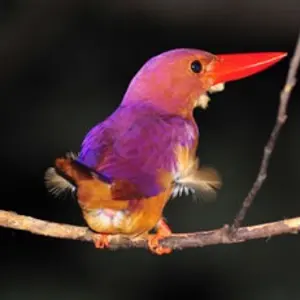 ウェイブストーム　コストコボード　クワッド　5.8(湘南手渡し限定) ウェイブストーム コストコボード クワッド 5.8(湘南手渡し限定