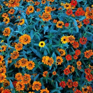 fukufuku⑅︎◡̈︎*