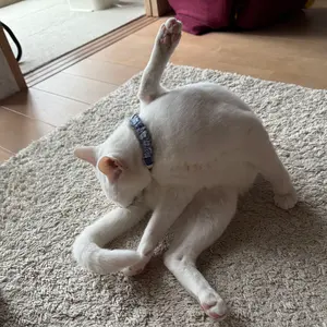KK　プロフィールご一読ください。
