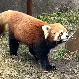 マクロス万博 マクロス万国博覧会 ワルキューレ缶バッジ セット