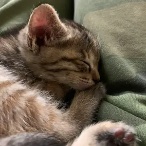 ②赤い鳥 全18函 で16000円 ※①、②共ご購入下さい 2箱での発送